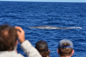 Blue Whale Watching Expedition from Fremantle