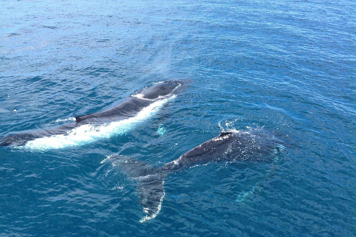 Perth: crociera di 2 ore per avvistare le balene a Hillarys Boat Harbour