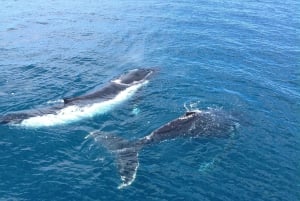 Cruzeiro de observação de baleias de 2 horas em Hillarys Boat Harbour - 09h00