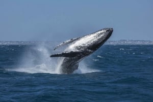 Cruzeiro de observação de baleias de 2 horas em Hillarys Boat Harbour - 09h00