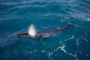 Cruzeiro de observação de baleias de 2 horas em Hillarys Boat Harbour - 09h00