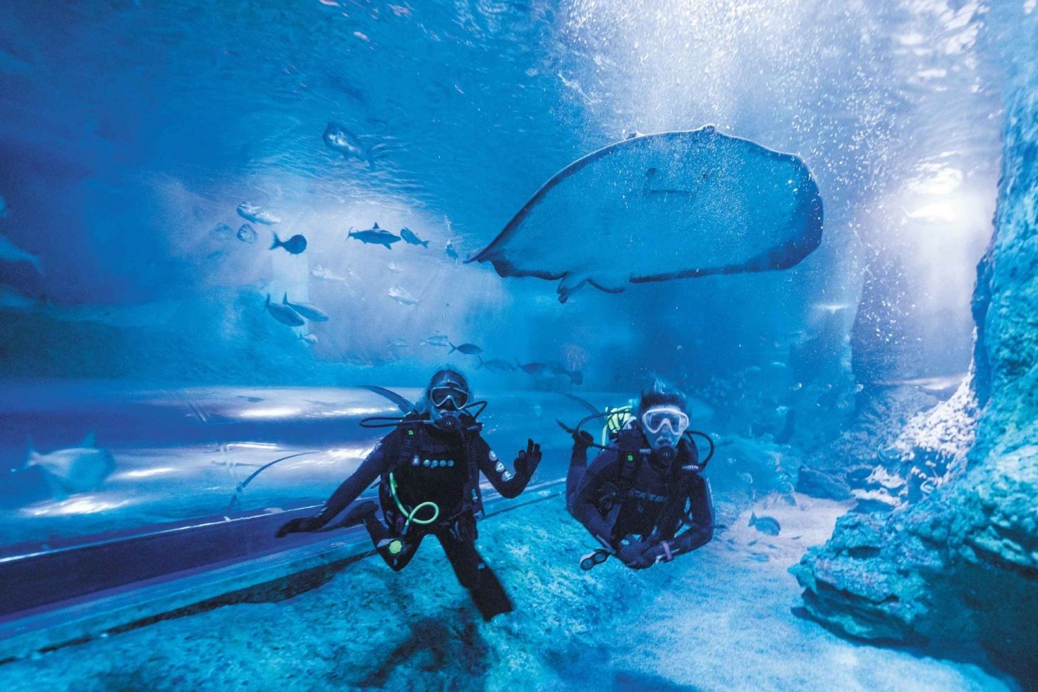 Perth: Diving with Sharks and Admission to AQWA