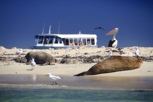 Dolphin Penguin & Sea Lion Cruise with Seafood Platter for 2