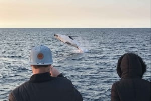 Dunsborough: Whale Watching Tour