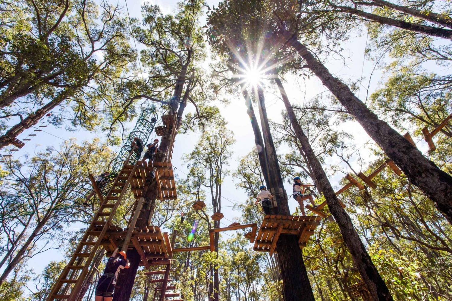 Dwellingup : Parcours acrobatique dans les arbres