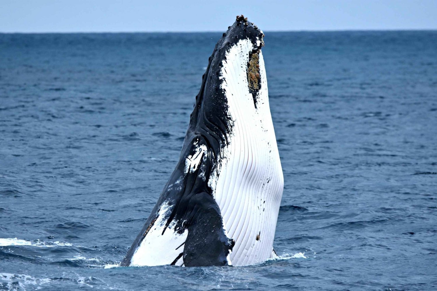De Fremantle: cruzeiro de observação de baleias de luxo de 2 horas