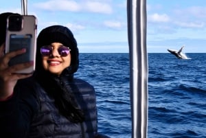 Da Fremantle: crociera di lusso per l'osservazione delle balene di 2 ore