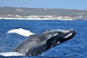 Fra Fremantle: 2-timers luksus hvalsafari