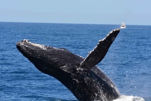 Ab Fremantle: 2-stündige luxuriöse Walbeobachtungsfahrt