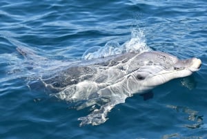 Fra Fremantle: 2 timers luksus-hvalobservationskrydstogt i 2 timer