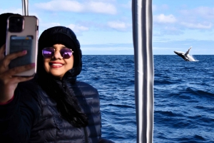 From Fremantle: 2-Hour Luxury Whale-Watching Cruise