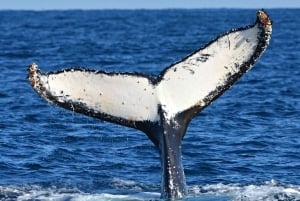 Fra Fremantle: 2-timers luksus hvalsafari