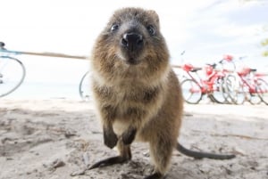 From Fremantle: Return Rottnest Island Ferry Ticket