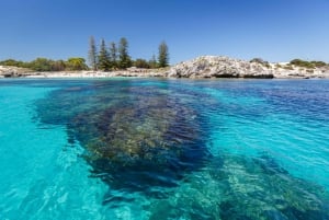 From Fremantle: Return Rottnest Island Ferry Ticket