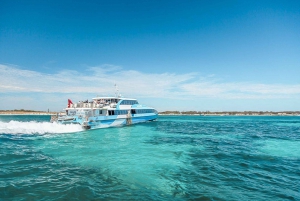 From Fremantle: Rottnest Island Ferry & Admission Ticket