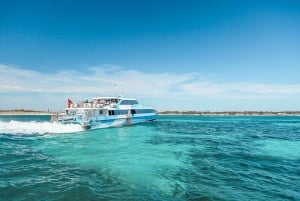 De Fremantle: Balsa para a Ilha Rottnest e ingresso de entrada