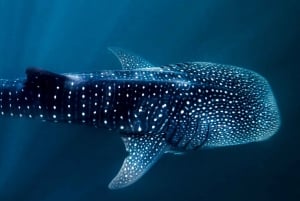 Whale Shark Diving: Swim with Gentle Giants in Perth