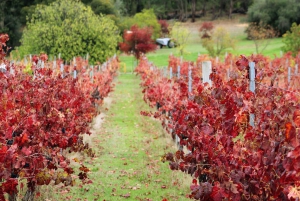 From Perth: Bickley Valley Wine and Cider Tour with Tastings