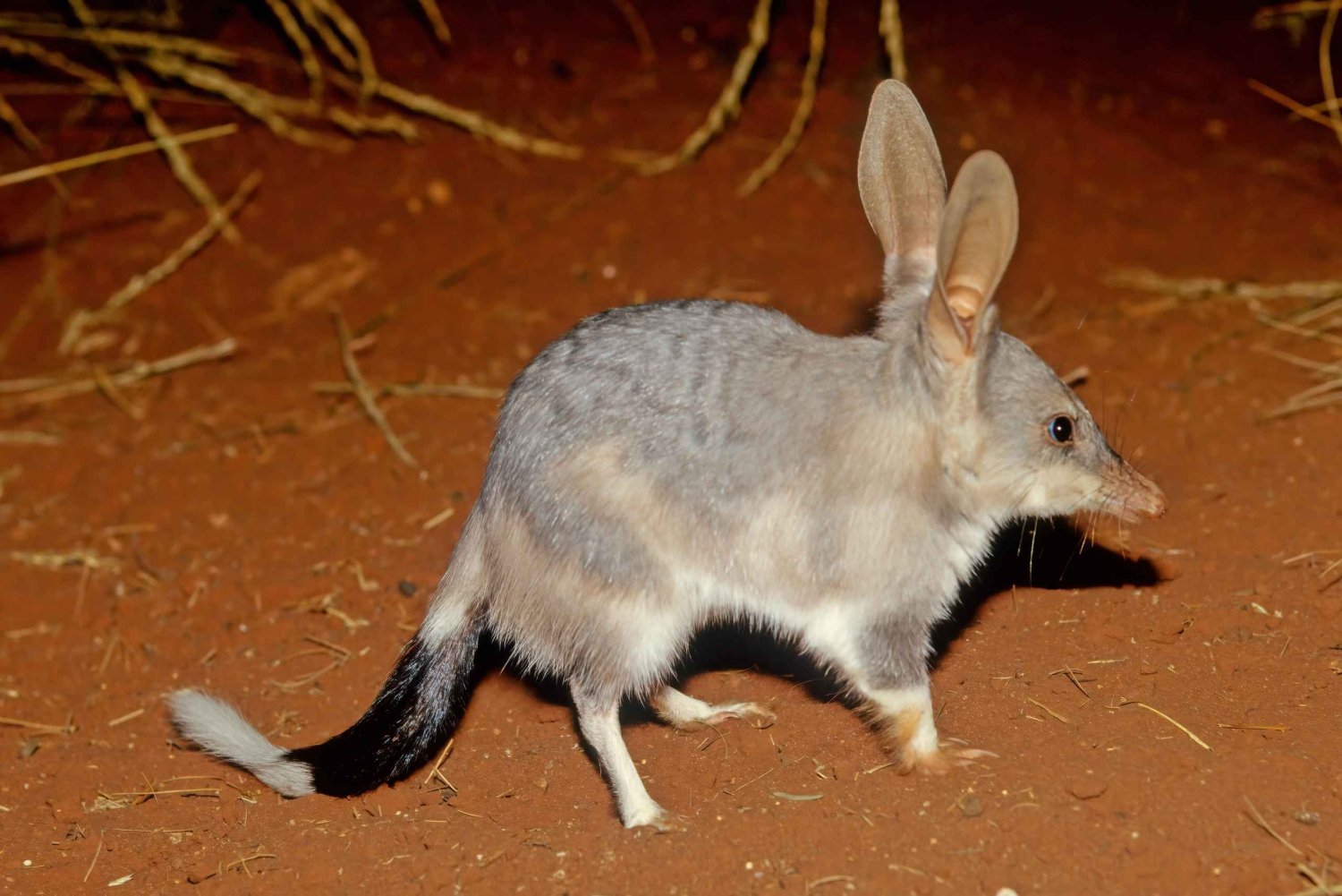 From Perth: Australian Animal Night Safari