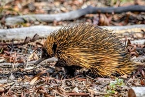 Perthistä: Australian eläinten iltasafari