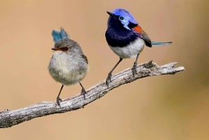 Perthistä: Australian eläinten iltasafari