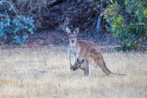 Perthistä: Australian eläinten iltasafari