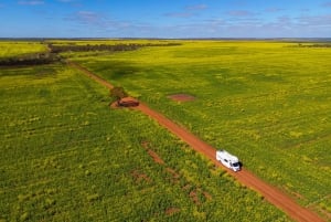 Perthistä: Australian eläinten iltasafari