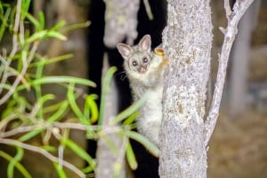 From Perth: Perth Wildlife Tour Under the Stars with Dinner