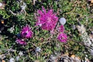 From Perth: Perth Wildlife Tour Under the Stars with Dinner