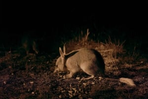 From Perth: Perth Wildlife Tour Under the Stars with Dinner