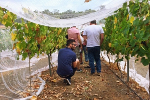 From Perth: Cider, Wine & Whiskey Tour With Lunch & Tastings
