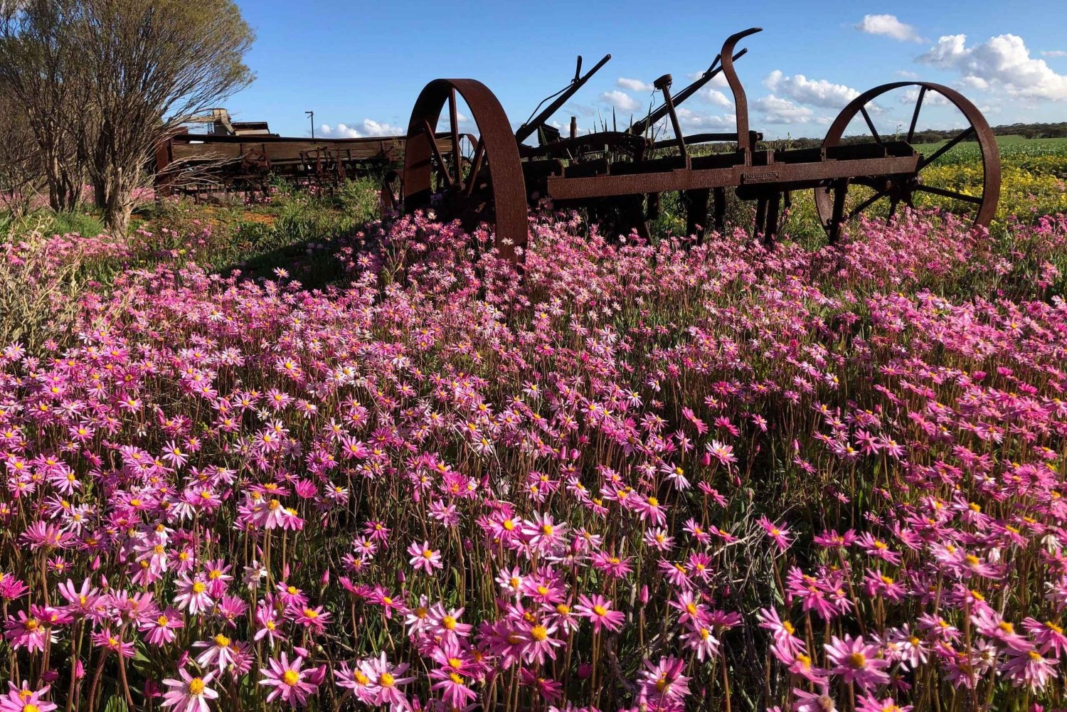 From Perth: Full-Day Wildflower Discovery Tour with Lunch