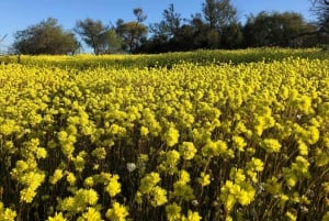 Z Perth: wycieczka całodniowa z obiadem, podczas której można podziwiać dzikie kwiaty