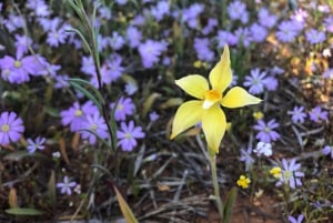 Z Perth: wycieczka całodniowa z obiadem, podczas której można podziwiać dzikie kwiaty