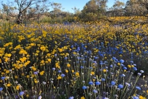 Z Perth: wycieczka całodniowa z obiadem, podczas której można podziwiać dzikie kwiaty