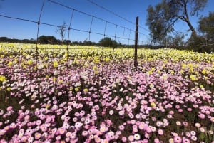 Z Perth: wycieczka całodniowa z obiadem, podczas której można podziwiać dzikie kwiaty