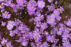 Z Perth: wycieczka całodniowa z obiadem, podczas której można podziwiać dzikie kwiaty