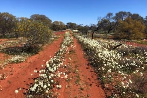 Z Perth: wycieczka całodniowa z obiadem, podczas której można podziwiać dzikie kwiaty