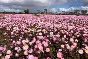 Z Perth: wycieczka całodniowa z obiadem, podczas której można podziwiać dzikie kwiaty