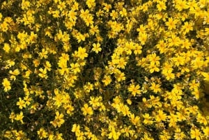 Z Perth: wycieczka całodniowa z obiadem, podczas której można podziwiać dzikie kwiaty