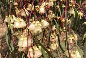 Z Perth: wycieczka całodniowa z obiadem, podczas której można podziwiać dzikie kwiaty