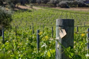 Fra Perth: Margaret River sjøflytur med vinsmaking