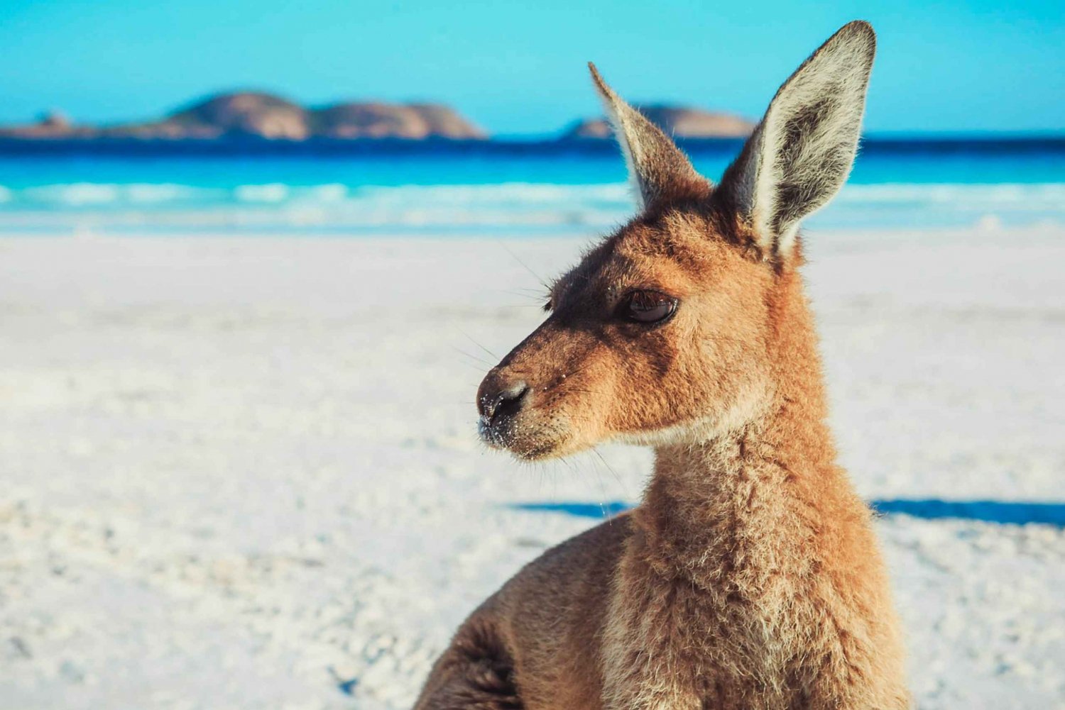 From Perth: Margaret River to Esperance 6-Day Tour