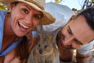 Fra Perth: Quokkas Delight-tur