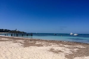 De Perth: Excursão Quokkas Delight