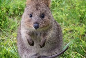 From Perth: Quokkas Delight Tour