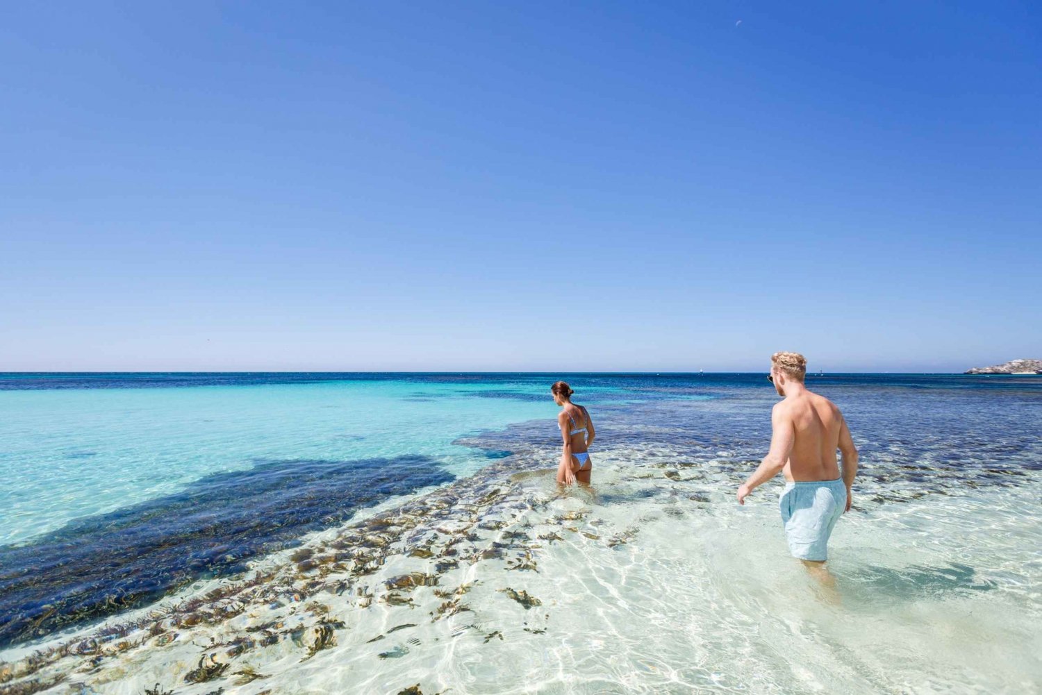 De Perth: Excursão de um dia de ferry e autocarro à ilha Rottnest