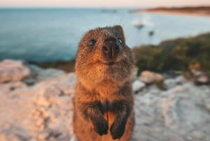 Desde Perth Excursión de un día en ferry y autobús a la Isla Rottnest