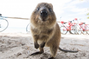 From Perth: Rottnest Island Ferry & Bus Tour