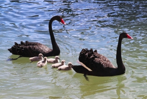 Mandurah: Dolphin and Views Cruise with Optional Lunch